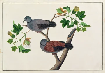 Birds in a tree, from Drawings of Birds from Malacca, c.1805-18
